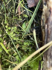 Dichodontium pellucidum