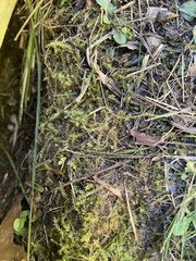 Dichodontium pellucidum