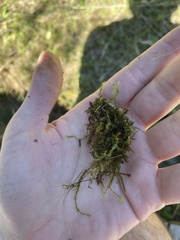 Dichodontium pellucidum