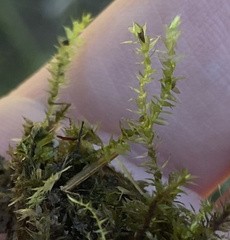 Dichodontium pellucidum