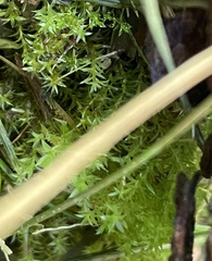 Dichodontium pellucidum