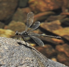 Diphlebia euphoeoides