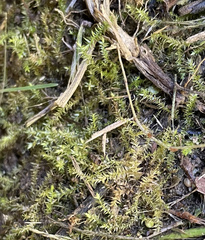 Dichodontium pellucidum