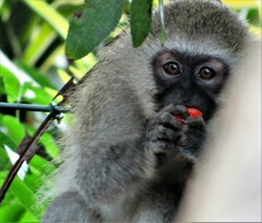 Chlorocebus pygerythrus pygerythrus