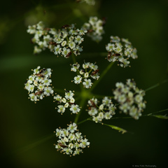 Ligusticum grayi