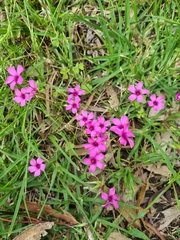 Oxalis articulata