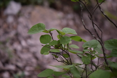 Styrax platanifolius