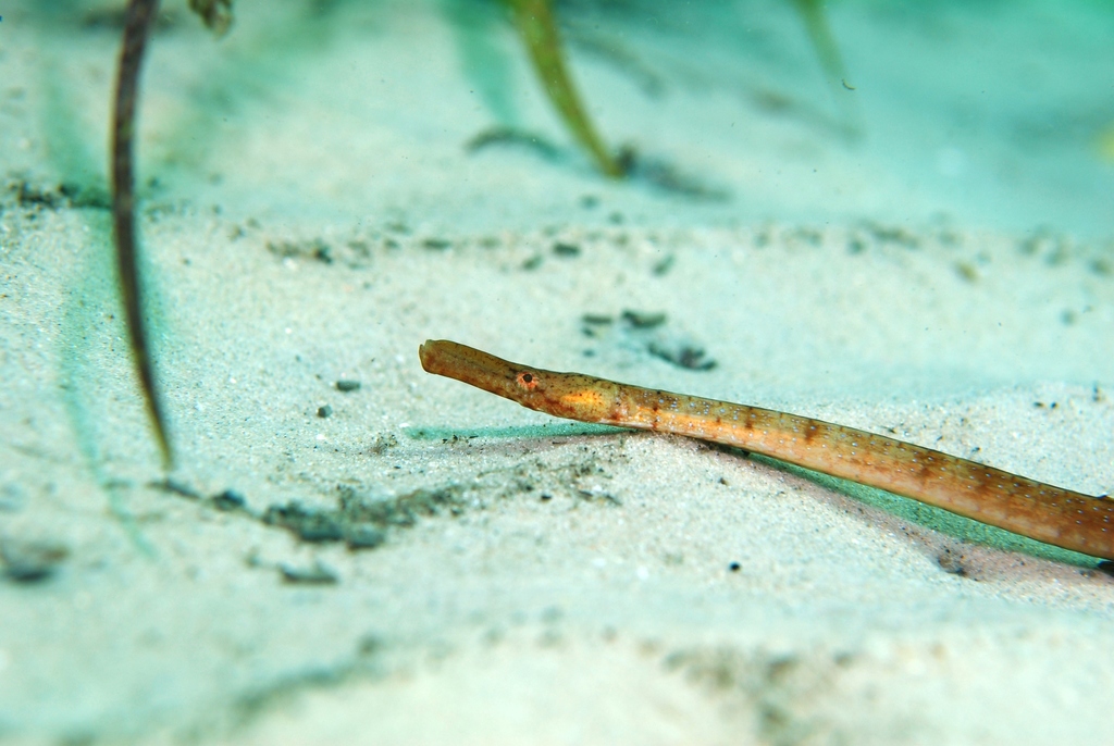 Brigg's Northern Pipefish