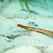 Crested Pipefish - Photo (c) David Muirhead, some rights reserved (CC BY-NC), uploaded by David Muirhead