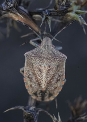 Thyanta pallidovirens