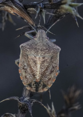 Thyanta pallidovirens