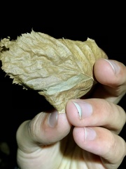 Phyllonorycter ostryaefoliella