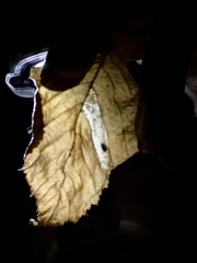 Phyllonorycter ostryaefoliella