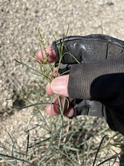 Stillingia linearifolia