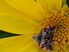 Choreutis emplecta
