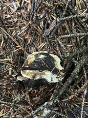 Hydnellum peckii