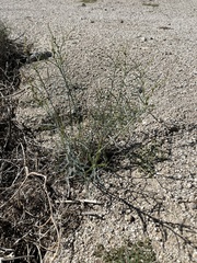 Stillingia linearifolia