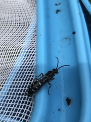 Diamma bicolor