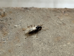 Formicidae