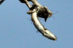 Anguilla rostrata