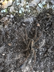 Venatrix pictiventris