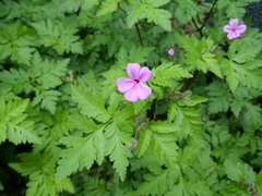 Geranium yeoi