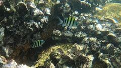 Abudefduf vaigiensis