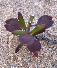 Lepidium phlebopetalum