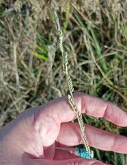 Eriochloa sericea