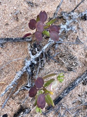 Lepidium phlebopetalum