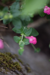 Scutellaria suffrutescens