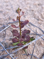 Lepidium phlebopetalum