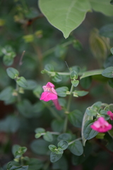 Scutellaria suffrutescens