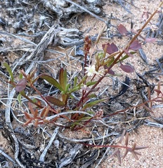 Lepidium phlebopetalum