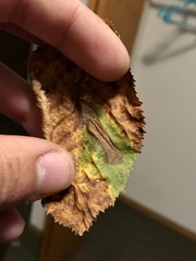 Stilbosis ostryaeella