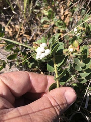Arctostaphylos purissima