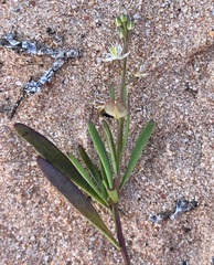Lepidium phlebopetalum