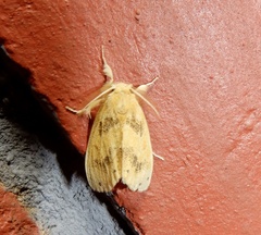 Artaxa guttata