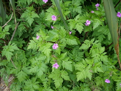 Geranium yeoi