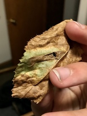 Stilbosis ostryaeella