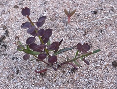 Lepidium phlebopetalum