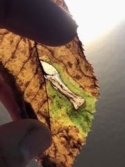 Stilbosis ostryaeella