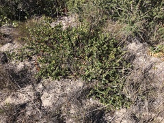 Arctostaphylos purissima
