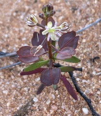 Lepidium phlebopetalum