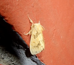 Artaxa guttata