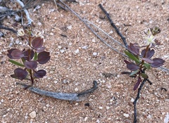Lepidium phlebopetalum