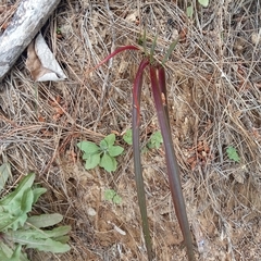 Thelymitra longifolia