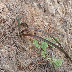 Thelymitra longifolia