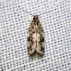 Barea atmophora