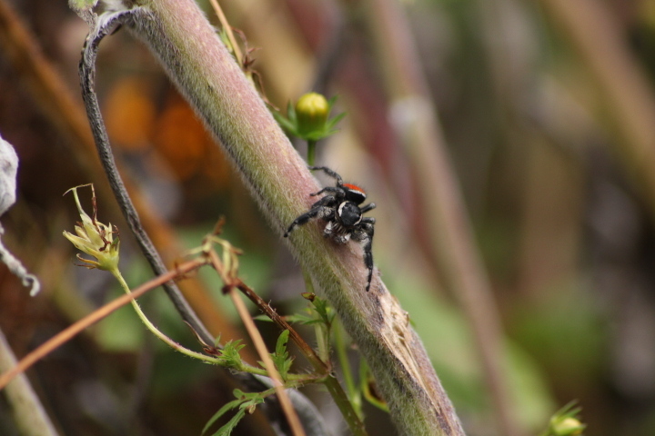 Phidippus zethus